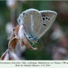 polyommatus damonides nusnus male 3